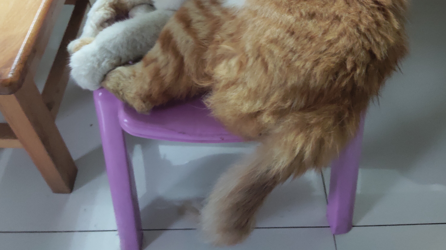 【白龙】周末啦,发个邋遢猫猫